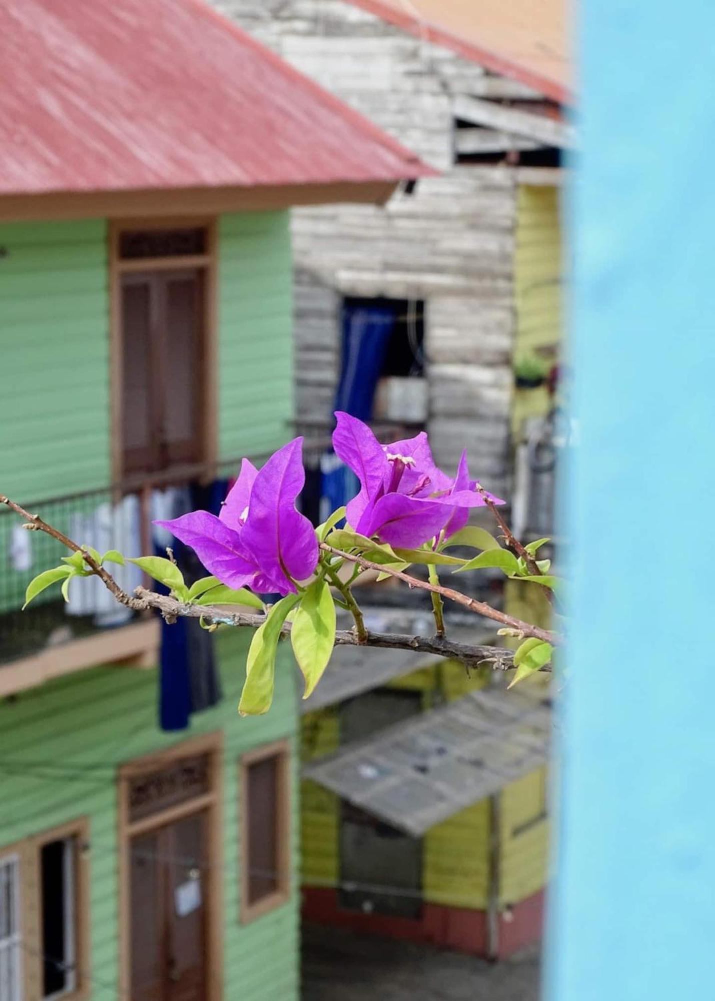 Bocas Style Apartment - Casco Viejo 巴拿马城 外观 照片